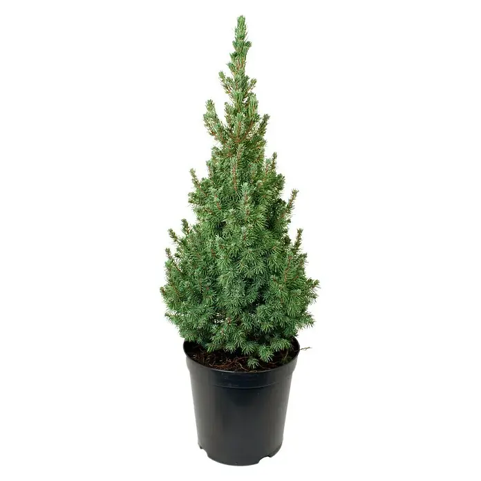 Piardino Picea blanca - Picea glauca 'Sander's Blue', Volumen de la maceta: 5 l - La Picea glauca 'Conica' en una maceta negra es un adorno para cualquier jardín e impresiona con su denso crecimiento cónico.
