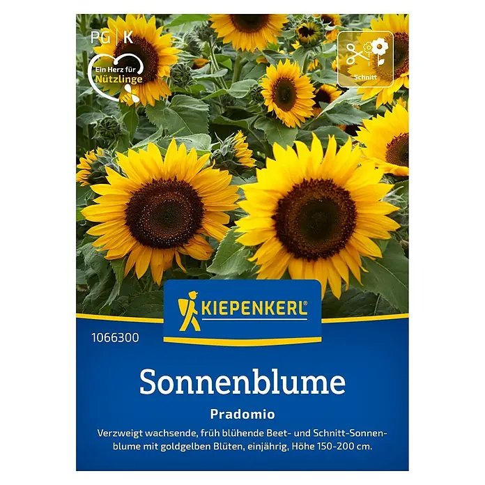 Kiepenkerl Profi-Line Blumensamen Sonnenblume Pradomio - Helianthus annuus, Gelb - Abbildung einer Sonnenblume 'Pradomio' von Kiepenkerl, eine verzweigt wachsende, früh blühende Beet- und Schnittsorte mit goldgelben Blüten.