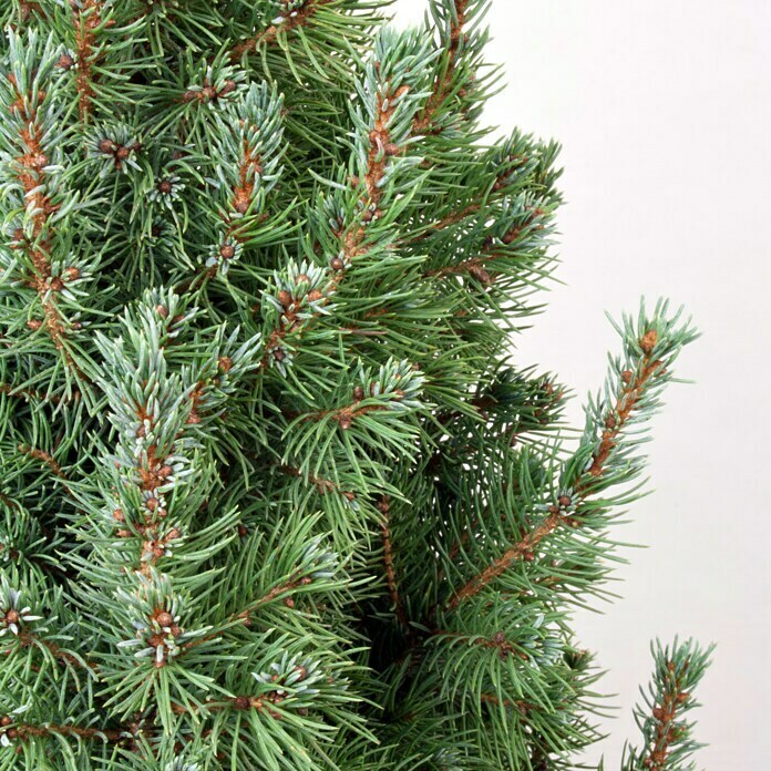 Piardino Zuckerhut-FichtePicea glauca 'Sander's Blue' Detail Shot