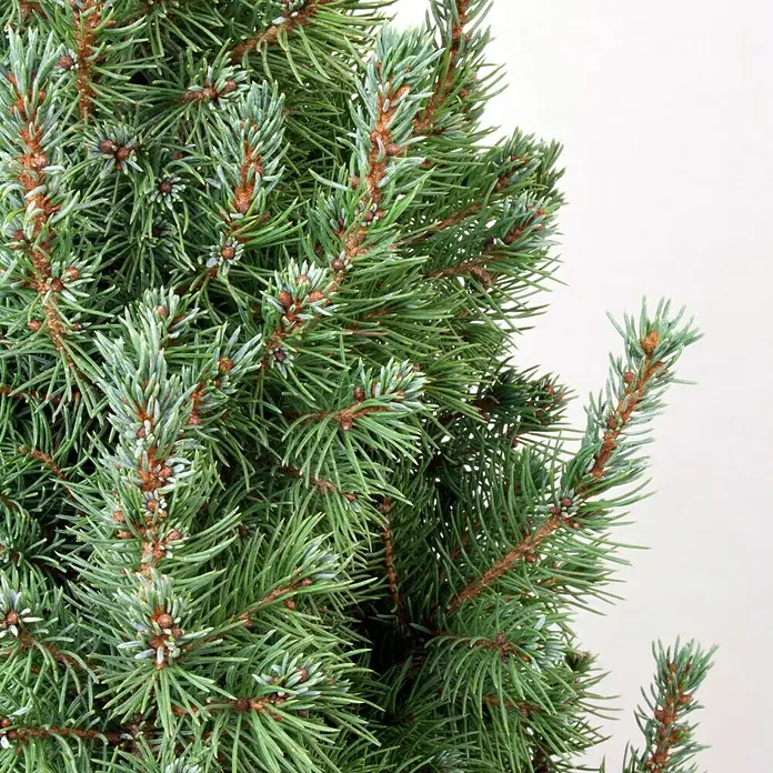 Piardino Picea blanca - Picea glauca 'Sander's Blue', Volumen de la maceta: 5 l - Primer plano de un exuberante árbol de Navidad artificial, con agujas verdes y ramas marrones, sobre un fondo neutro.