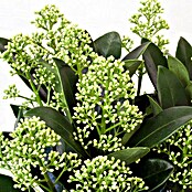 Piardino Japanische Fruchtskimmie (Skimmia japonica White Dwarf, Topfgröße: 13 cm, Weiß)