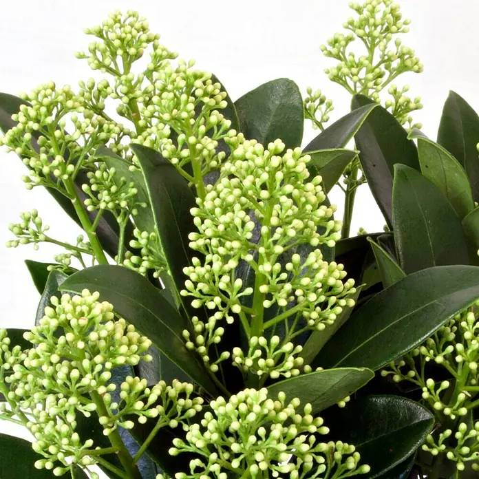 Piardino Japanische FruchtskimmieSkimmia japonicus 'White Dwarf', Topfgröße: 13 cm, Weiß - Nahaufnahme von Skimmia japonica 'Rubella' mit grünen Blättern und Knospen. Die Pflanze ist bereit, ihre leuchtend roten Blüten zu entfalten.