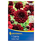 Kiepenkerl Lukovice ljetnog cvijeća Dalija Arapska noć  (Dahlia x Hybrida, 1 Kom., Crvena) | BAUHAUS