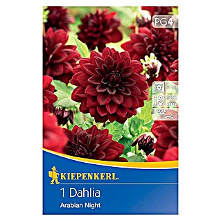 Kiepenkerl Jesenske cvetlične čebulice Dalija Arabian Night (Dahlia x Hybrida, 1 kos, Rdeča)