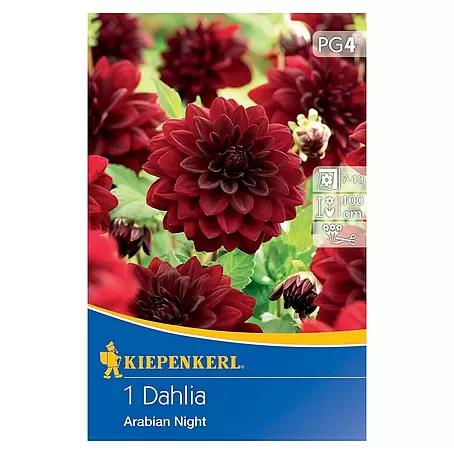 Kiepenkerl  Sommerblumenzwiebeln Dahlie