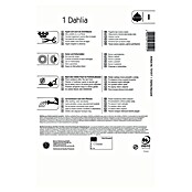 Kiepenkerl Profi-Line Dalija Bacardi  (Dahlia x Hybrida, Roza) | BAUHAUS