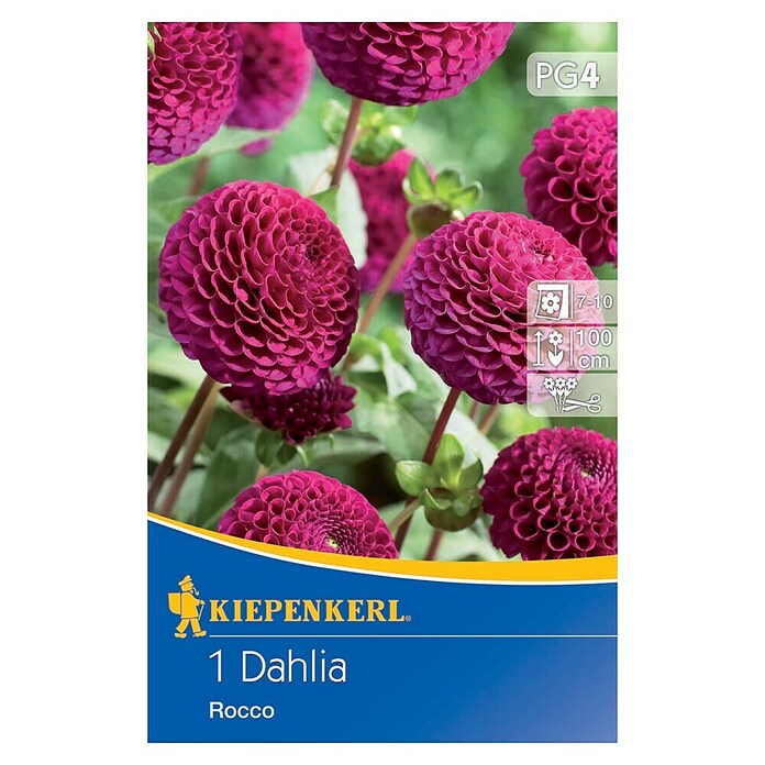 Kiepenkerl Lukovice proljetnog cvijeća Dalija Rocco  (Dahlia x Hybrida, 1 Kom., Ljubičasta) | BAUHAUS