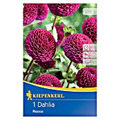 Kiepenkerl Lukovice proljetnog cvijeća Dalija Rocco  (Dahlia x Hybrida, 1 Kom., Ljubičasta) | BAUHAUS