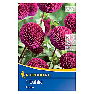 Kiepenkerl Lukovice proljetnog cvijeća Dalija Rocco (Dahlia x Hybrida, 1 Kom., Ljubičasta)