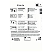 Kiepenkerl Profi-Line Dalija Jubila  (Dahlia x Hybrida, Ljubičasta) | BAUHAUS