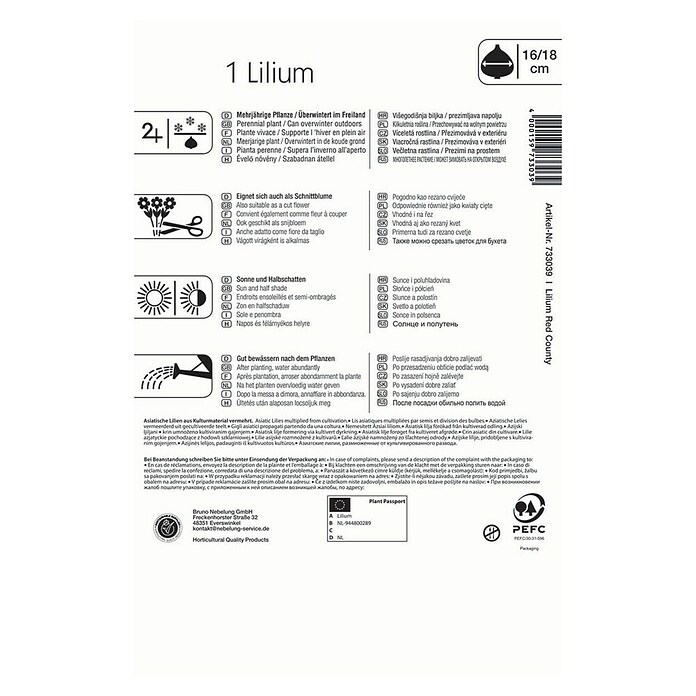 Kiepenkerl Lukovice ljetnog cvijeća Ljiljan Red County  (Lilium x Hybrida, 1 Kom., Crvena) | BAUHAUS