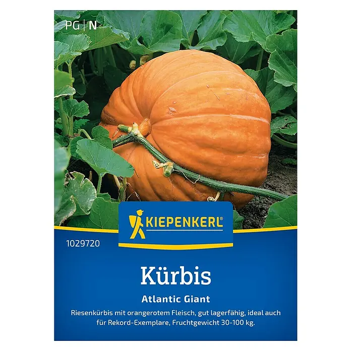 Kiepenkerl Profi-Line Gemüsesamen Kürbis Atlantic Giant - Cucurbita maxima, Erntezeit: September - Eine riesige Kürbis-Sorte, die 'Atlantic Giant', ideal für große Früchte.
