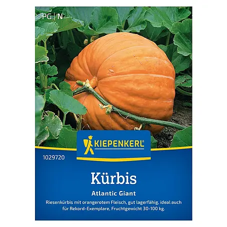 Kiepenkerl Profi-Line Gemüsesamen Kürbis Atlantic Giant