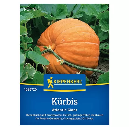 Kiepenkerl Profi-Line Gemüsesamen Kürbis Atlantic Giant