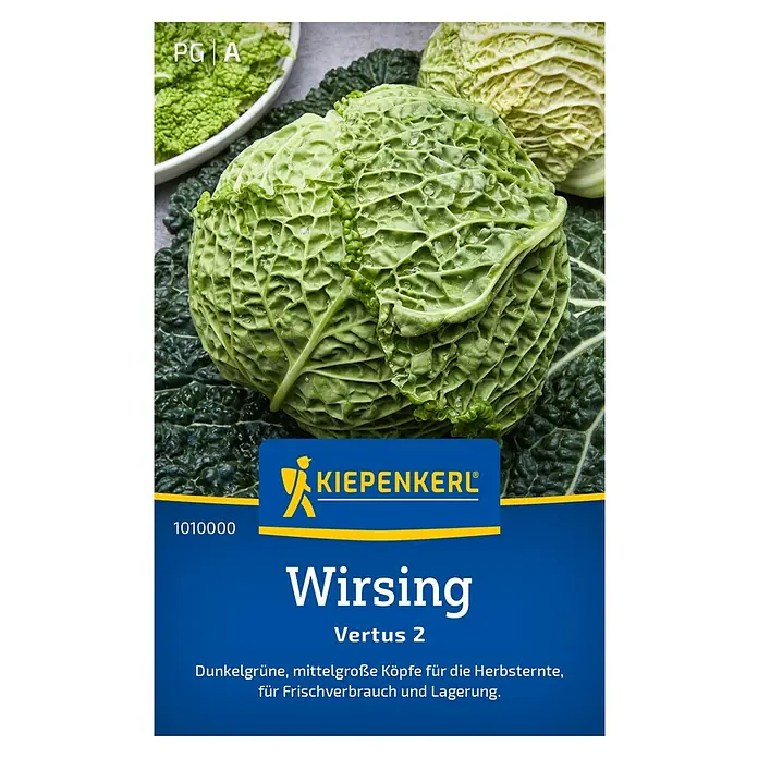 Kiepenkerl Gemüsesamen Wirsing - Brassica oleracea var. sabauda, Erntezeit: September - Wirsing 'Vertus 2' von Kiepenkerl: Dunkelgrüne, mittelgroße Köpfe für die Herbsternte, ideal für Frischverzehr und Lagerung.