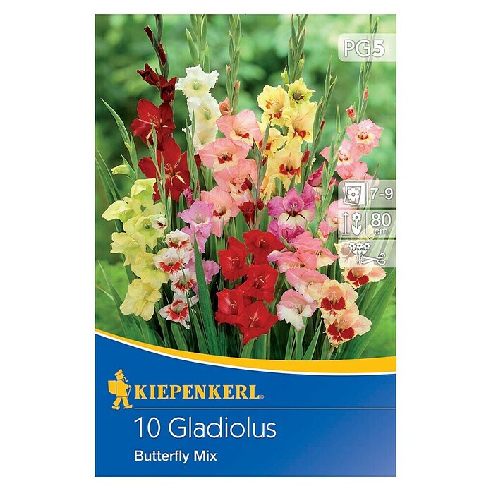 Kiepenkerl Lukovice ljetnog cvijeća Gladiola Butterfly Mix  (Gladiolus x Hybrida, 10 Kom., Raznobojno) | BAUHAUS