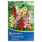 Kiepenkerl Lukovice ljetnog cvijeća Gladiola Butterfly Mix  (Gladiolus x Hybrida, 10 Kom., Raznobojno) | BAUHAUS