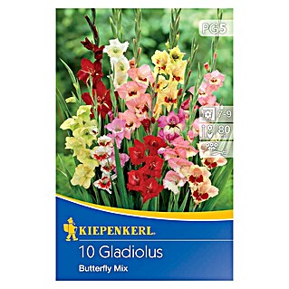 Kiepenkerl Čebulice poletnih rož Gladijole Butterfly Mix (Gladiolus x Hybrida, 10 kos, Različne barve)