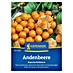 Kiepenkerl Profi-Line Obstsamen Andenbeere Kapstachelbeere 