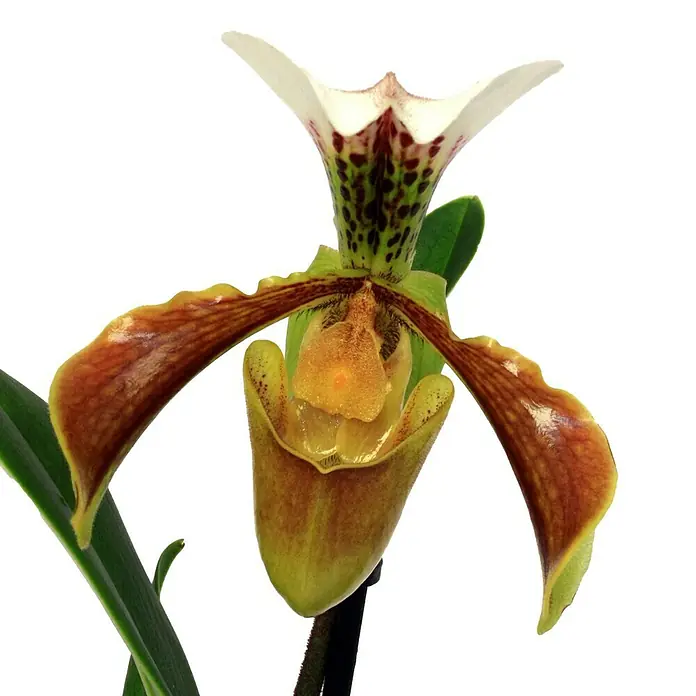 Piardino Zapatito de Venus - Paphiopedilum, Tamaño de maceta: 12 cm, Multicolor - Primer plano de una exótica orquídea zapatilla de dama con intrincados patrones en tonos marrones, verdes y blancos.