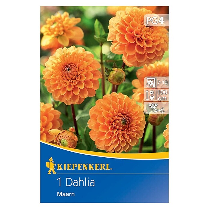 Kiepenkerl Lukovice proljetnog cvijeća Dalija Maarn  (Dahlia x Hybrida, 1 Kom., Narančasta) | BAUHAUS