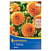 Kiepenkerl Lukovice proljetnog cvijeća Dalija Maarn  (Dahlia x Hybrida, 1 Kom., Narančasta) | BAUHAUS