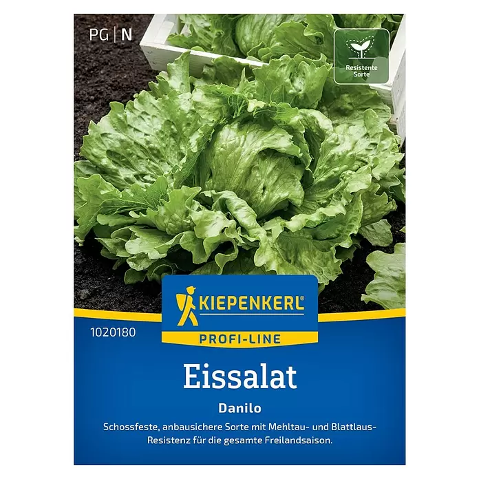 Kiepenkerl Profi-Line Gemüsesamen Danilo - Lactuca sativa, Erntezeit: Mai, Inhalt reicht für ca. 120 Pflanzen - Nahaufnahme eines frischen grünen Eissalatkopfes mit Samenpäckchen-Etikett für 'Eissalat Danilo', hervorhebend Krankheitsresistenz.