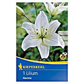 Kiepenkerl Lukovice ljetnog cvijeća Azijski ljiljan Navona  (Lilium x Hybrida, 1 Kom., Bijela) | BAUHAUS