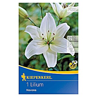 Kiepenkerl Čebulice poletnih rož Lilija Navona (Lilium x Hybrida, 1 kos, Bela)