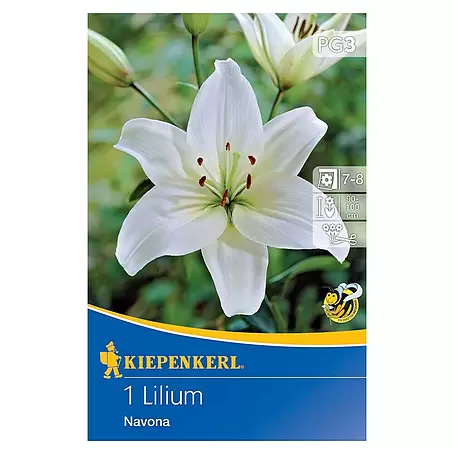 Kiepenkerl  Sommerblumenzwiebeln Asiatische Lilie Navona