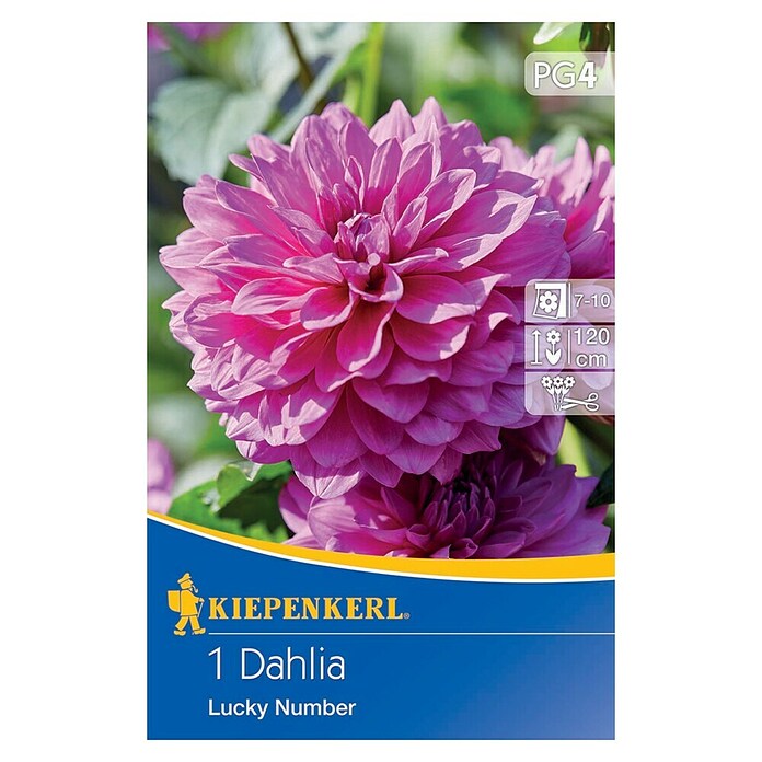 Kiepenkerl Lukovice ljetnog cvijeća Dalija Lucky Number  (Dahlia x Hybrida, 1 Kom., Roza) | BAUHAUS