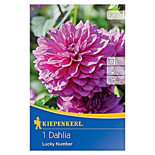 Kiepenkerl Čebulice poletnih rož Dalija Lucky Number (Dahlia x Hybrida, 1 kos, Roza)