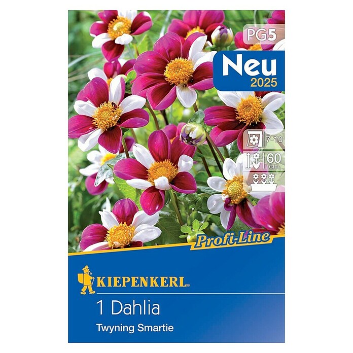 Kiepenkerl Lukovice proljetnog cvijeća Dalija Twyning Smartie  (Dahlia x Hybrida, 1 Kom.) | BAUHAUS
