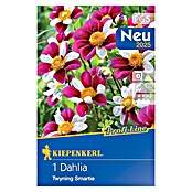 Kiepenkerl Lukovice proljetnog cvijeća Dalija Twyning Smartie  (Dahlia x Hybrida, 1 Kom.) | BAUHAUS