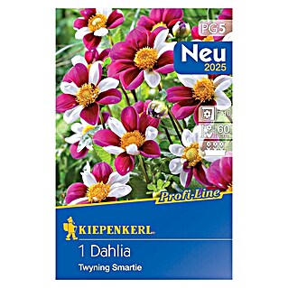 Kiepenkerl Lukovice proljetnog cvijeća Dalija Twyning Smartie (Dahlia x Hybrida, 1 Kom.)