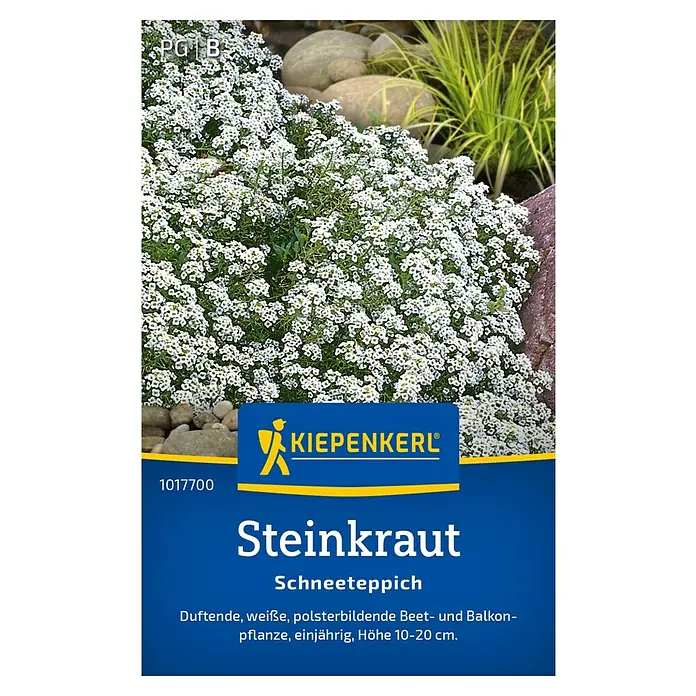 Kiepenkerl Blumensamen Steinkraut - Lobularia maritima, Weiß - Steinkraut 'Schneeteppich' von Kiepenkerl, eine duftende, weiße Beet- und Balkonpflanze. Einjährig und 10-20 cm hoch.