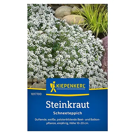 Kiepenkerl  Blumensamen Steinkraut
