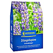 Kiepenkerl Gründüngung Süßlupine (Lupinus angustifolius, Inhalt reicht für ca. 40 Quadratmeter) | BAUHAUS