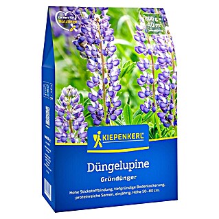 Kiepenkerl Gründüngung Süßlupine (Lupinus angustifolius, Inhalt reicht für ca. 40 Quadratmeter)