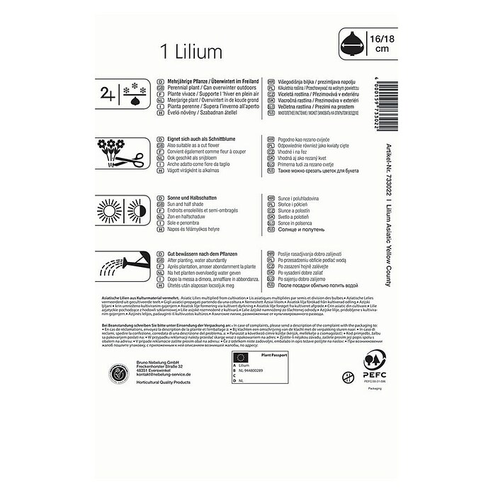 Kiepenkerl Čebulice poletnih rož Lilija Yellow County  (1 kos, Rumena) | 8113 - Frühjahrsblumenzwiebeln | IBXA - Blumenzwiebeln | IBX - Blumenzwiebeln | IB - Grünpflanzen/Sämereien | I - Stadtgarten | BAUHAUS
