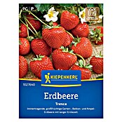 Kiepenkerl Profi-Line Obstsamen Erdbeere Tresca (Fragaria x ananassa, Erntezeit: Juli) | BAUHAUS