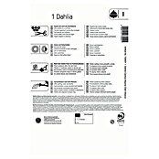 Kiepenkerl Lukovice proljetnog cvijeća Dalija Alauna Clair-Obscur  (Dahlia x Hybrida, 1 Kom., Ljubičasta) | BAUHAUS