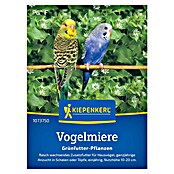 Kiepenkerl Profi-Line Blumensamen Vogelmiere Grünfutter Pflanzen (Stellaria media, 1 m²) | BAUHAUS