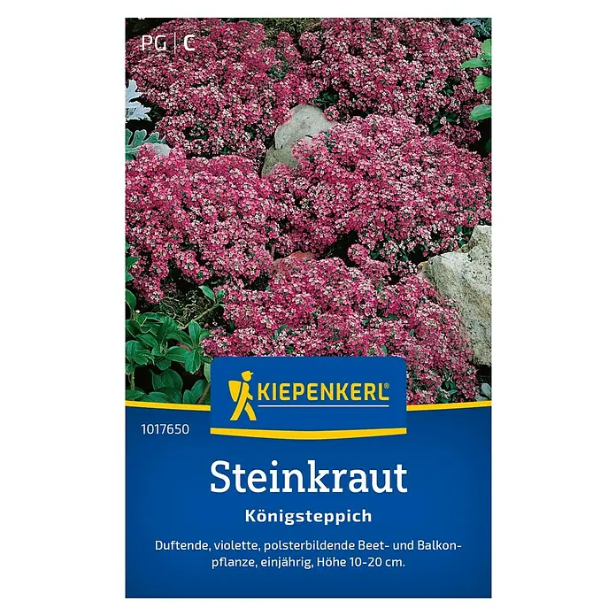 Kiepenkerl Blumensamen Steinkraut - Lobularia maritima, Lila - Produktbild von Steinkraut Königsteppich, einer duftenden, violetten, polsterbildenden Beet- und Balkonpflanze.