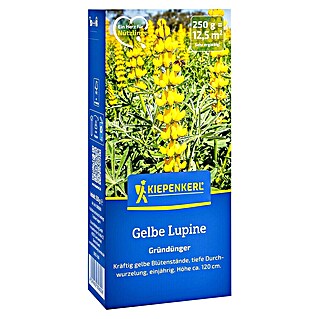 Kiepenkerl Gründüngung Gelbe Lupine (Lupinus luteus, Gelb, Inhalt reicht für ca. 12,5 Quadratmeter)