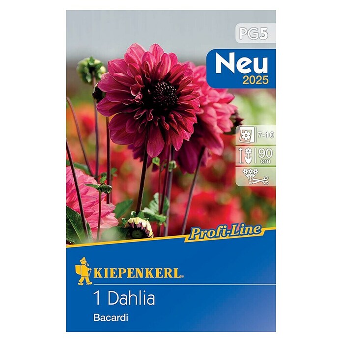 Kiepenkerl Profi-Line Dalija Bacardi  (Dahlia x Hybrida, Roza) | BAUHAUS