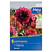 Kiepenkerl Profi-Line Dalija Bacardi  (Dahlia x Hybrida, Roza) | BAUHAUS