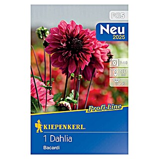 Kiepenkerl Profi-Line Dahlie Bacardi (Dahlia x Hybrida, Korallrosa)