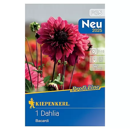 Kiepenkerl Profi-Line Dahlie Bacardi
