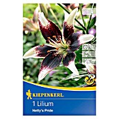 Kiepenkerl Lukovice ljetnog cvijeća Ljiljan Netty´s Pride  (Lilium x Hybrida, 1 Kom., Ljubičasto-bijelo) | BAUHAUS